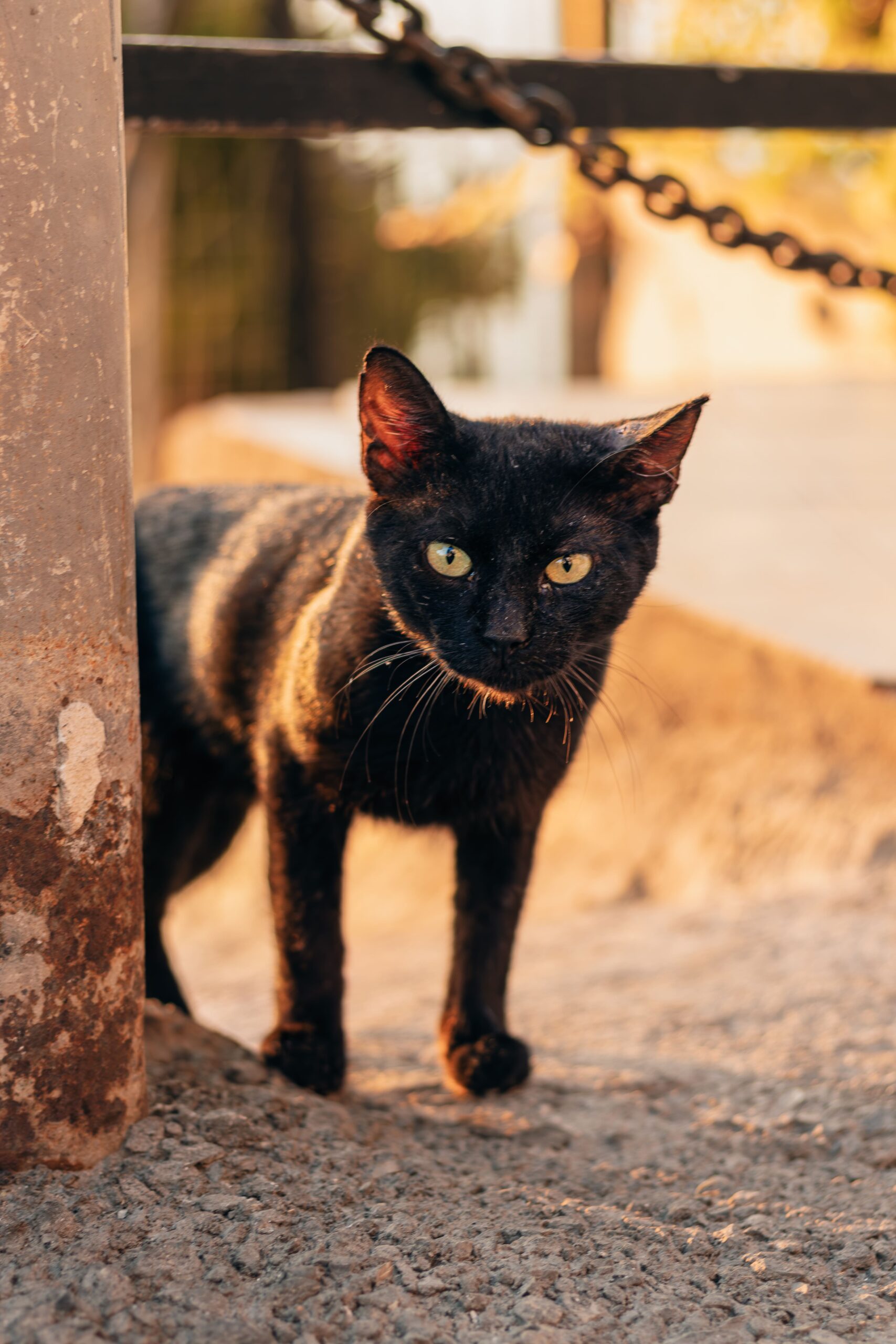 Photo d'un chat noir