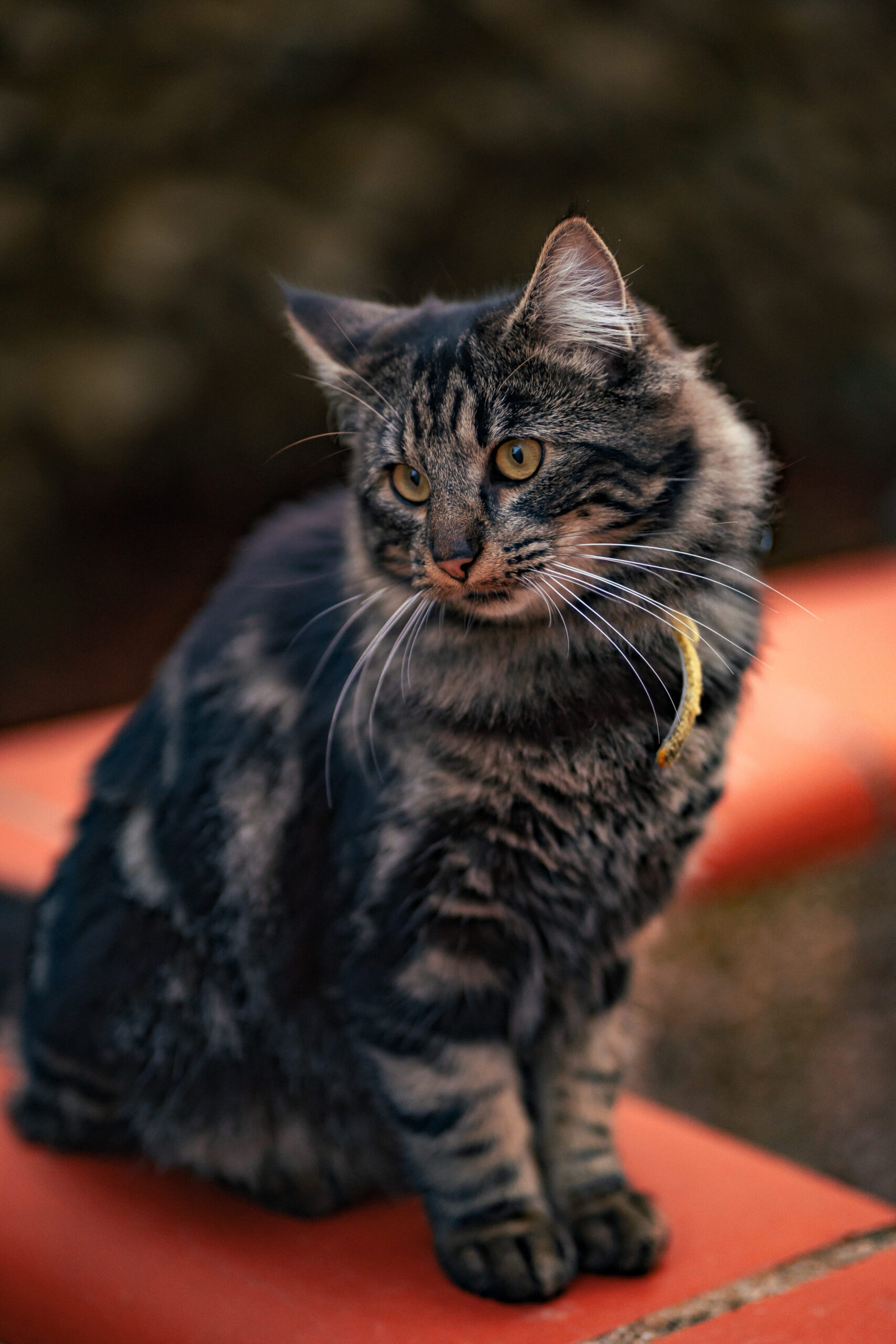 Photographe-animalière-Béziers-Sérignan-10