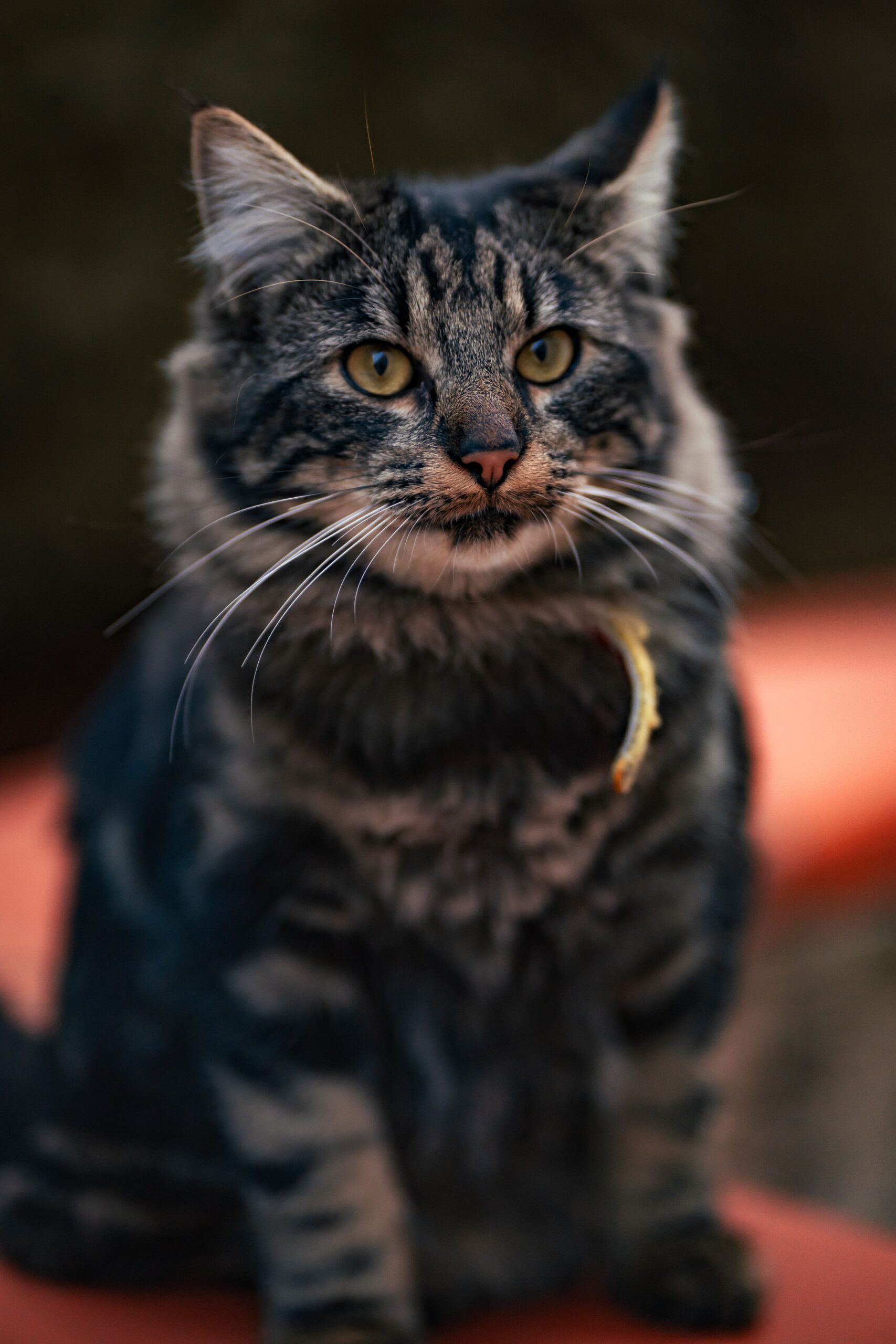 Photo d'un chat à poils longs