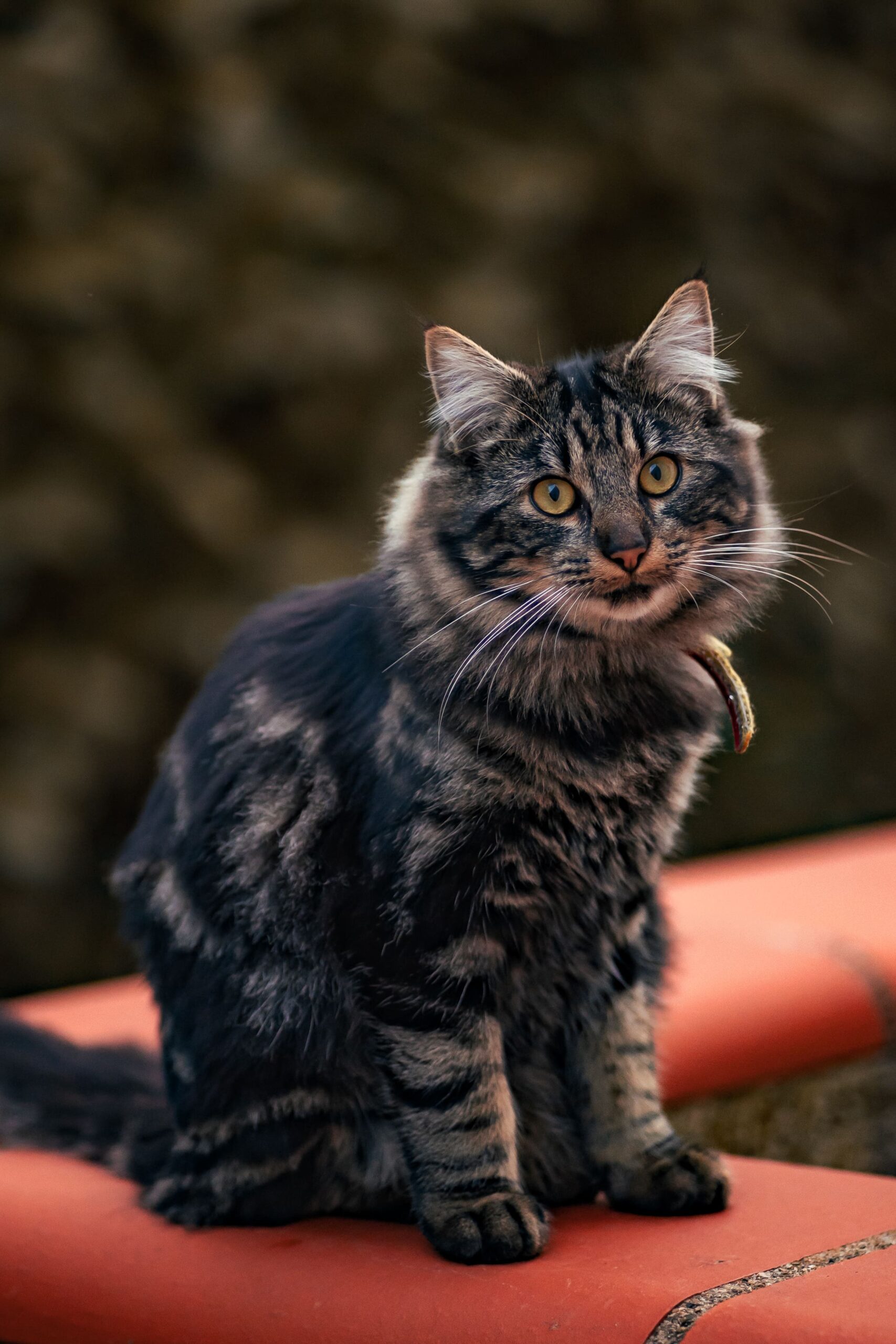 Photo d'un chat à poils longs