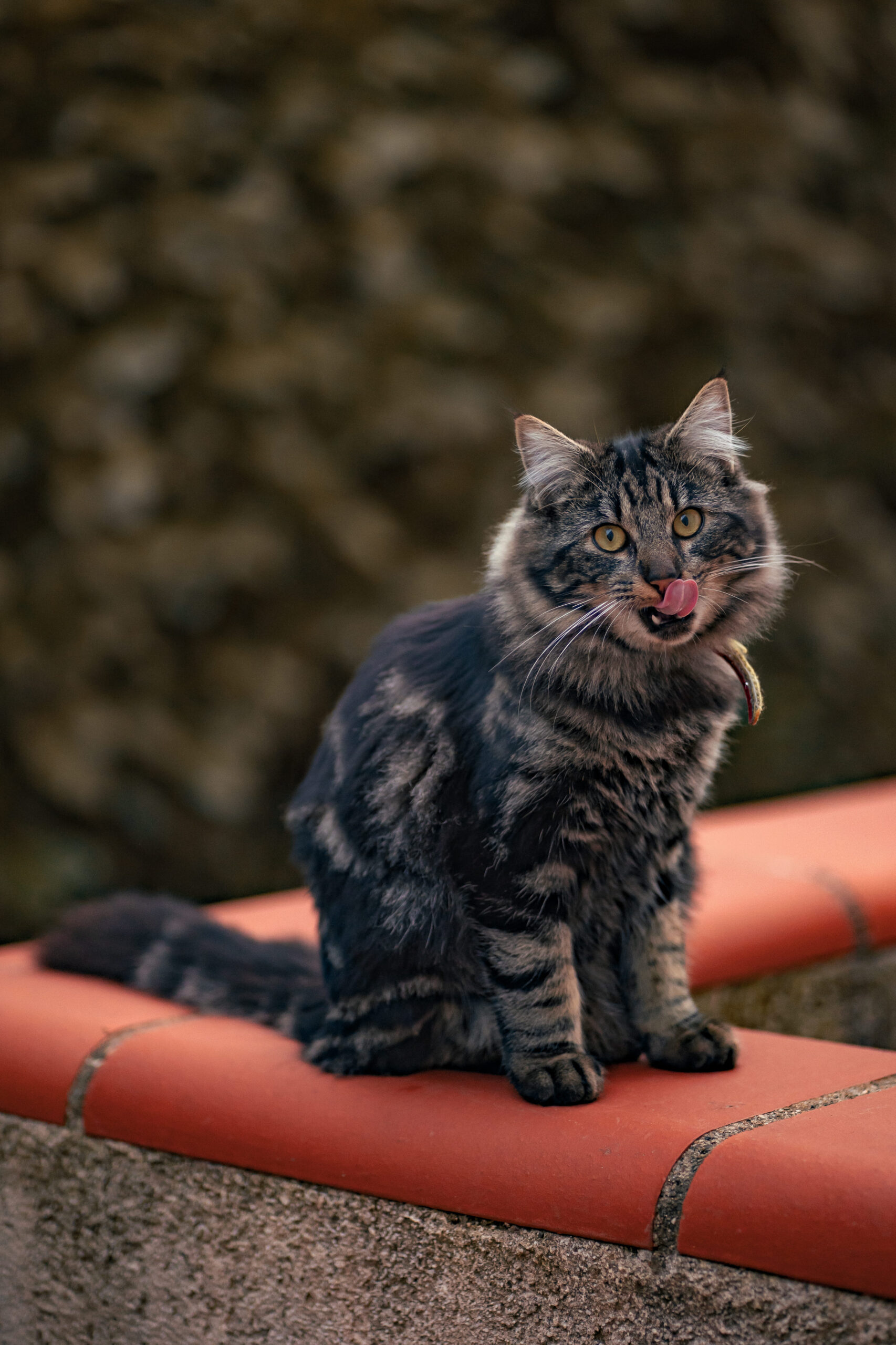 Photo d'un chat noir à poils longs