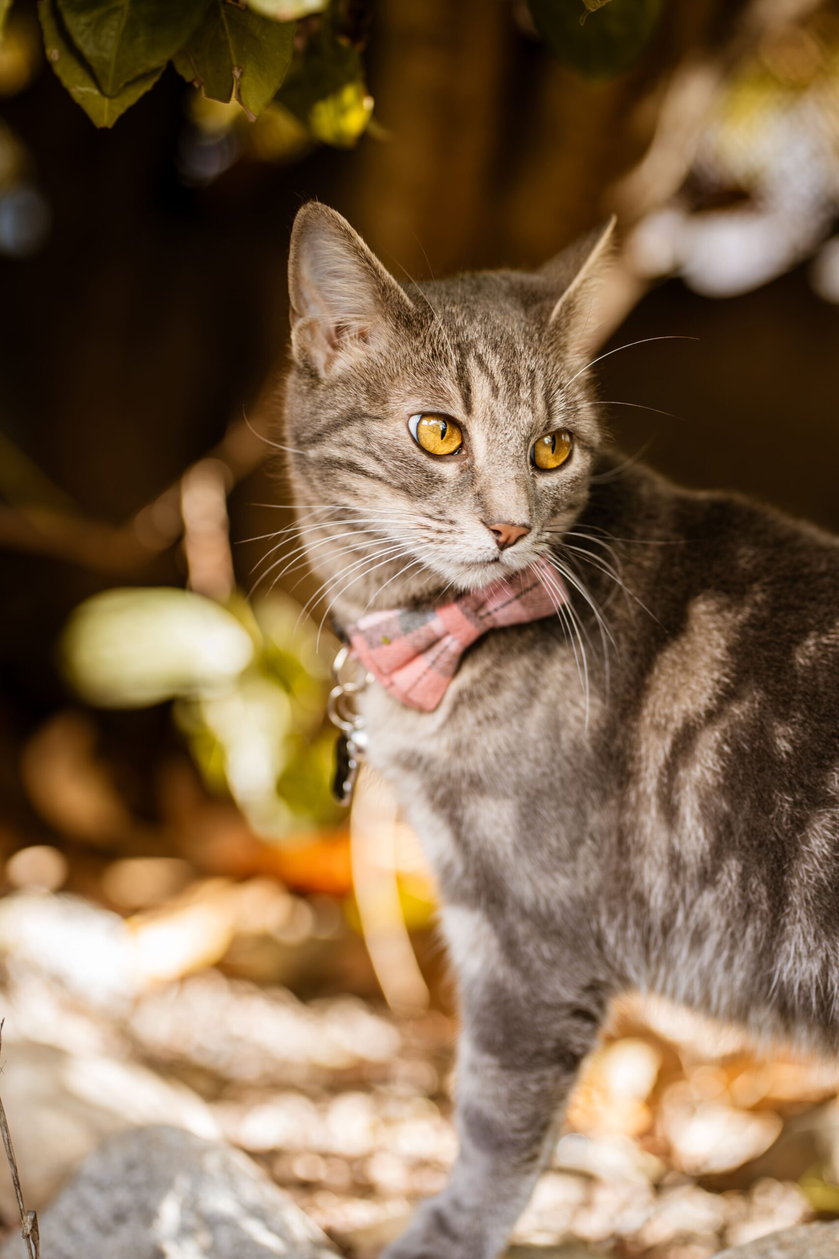 Photo d'un chat tigré