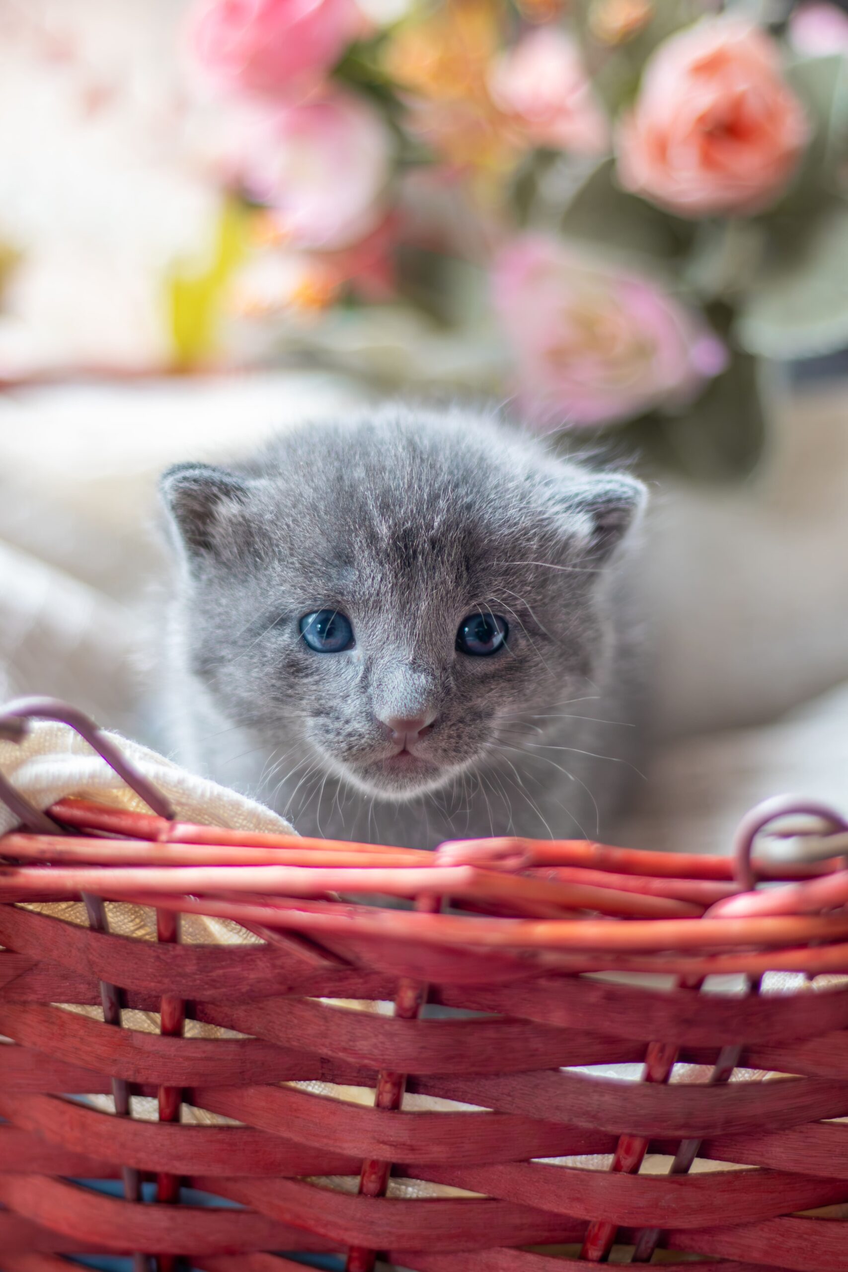 Photo d'un chaton gris