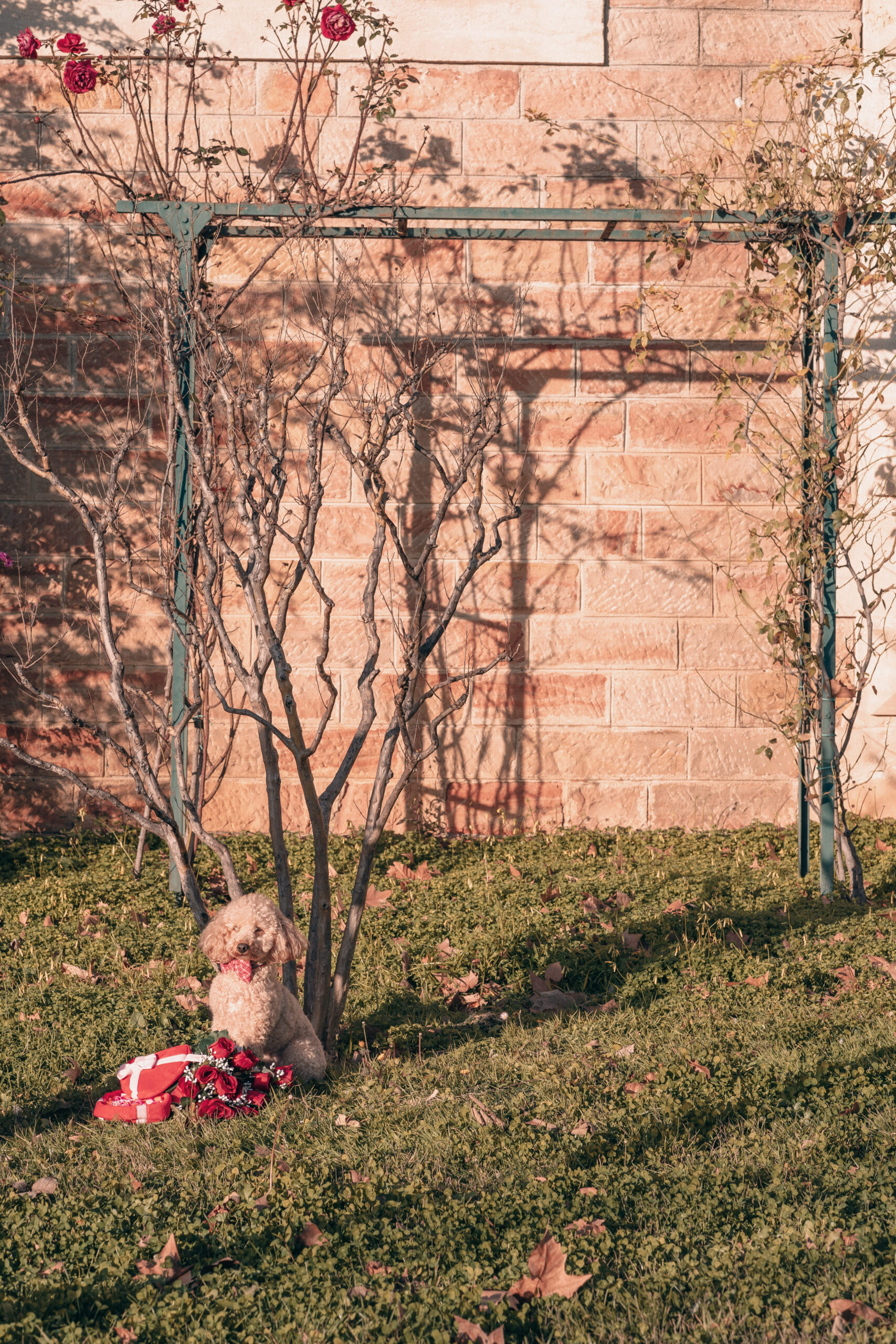 Lady-Sirine-Studio-Photographie-chien-Béziers-Hérault1