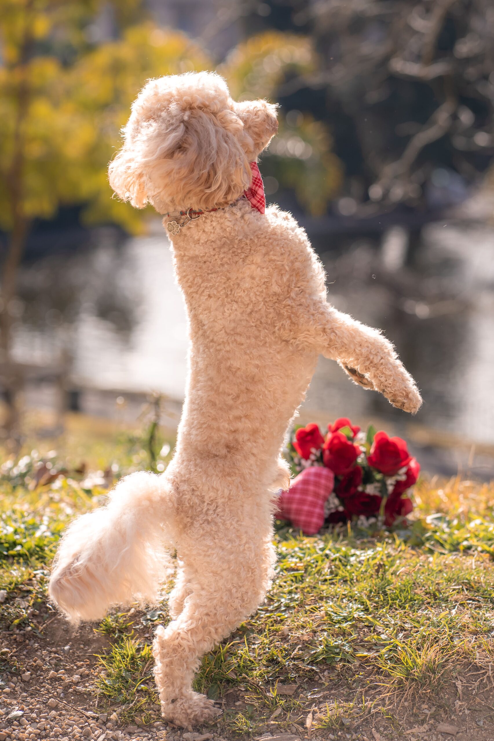 Lady-Sirine-Studio-Photographie-chien-Béziers-Hérault10