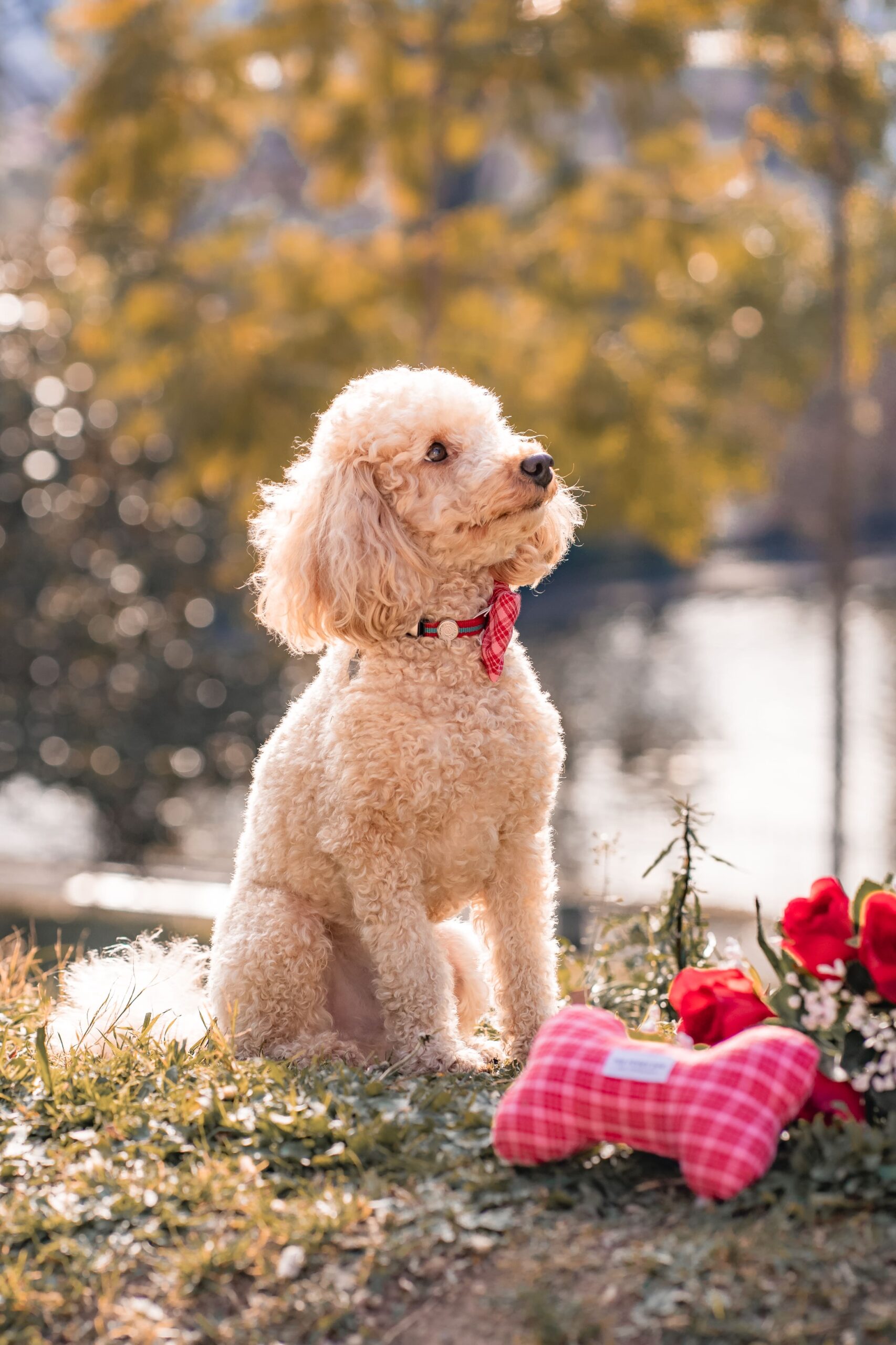 Lady-Sirine-Studio-Photographie-chien-Béziers-Hérault11