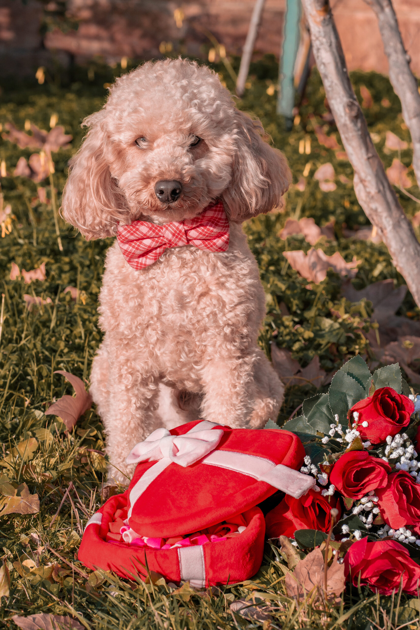 Lady-Sirine-Studio-Photographie-chien-Béziers-Hérault12