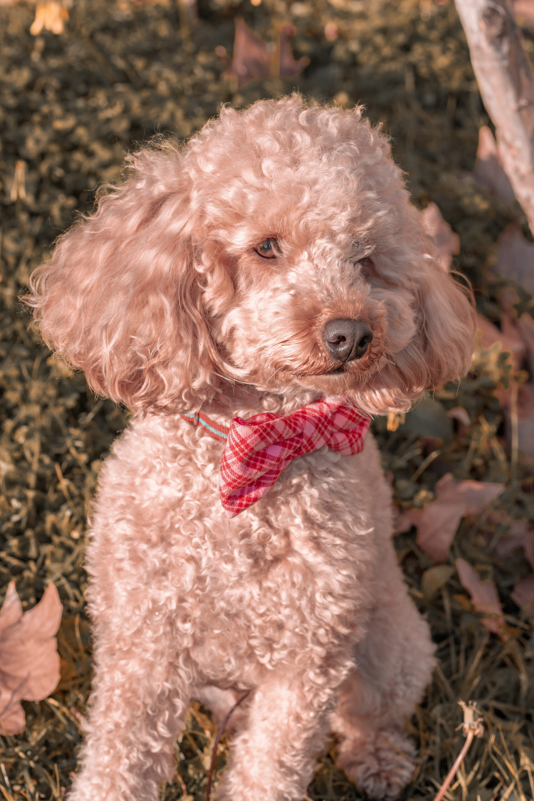 Lady-Sirine-Studio-Photographie-chien-Béziers-Hérault13