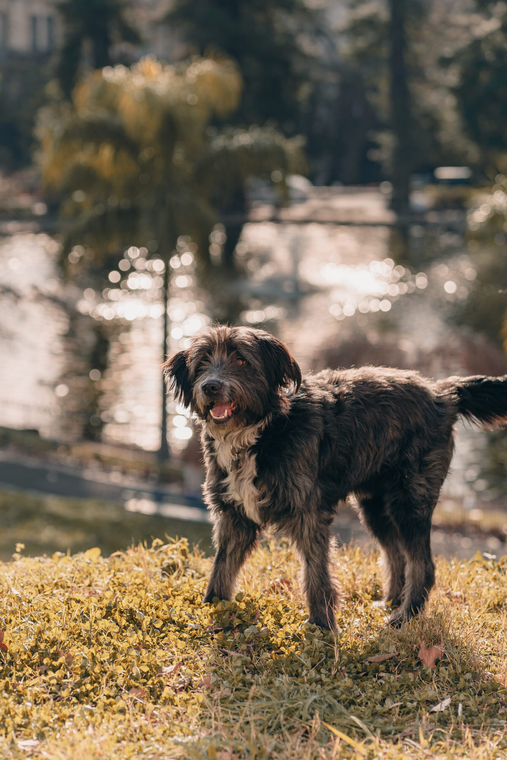 Lady-Sirine-Studio-Photographie-chien-Béziers-Hérault4