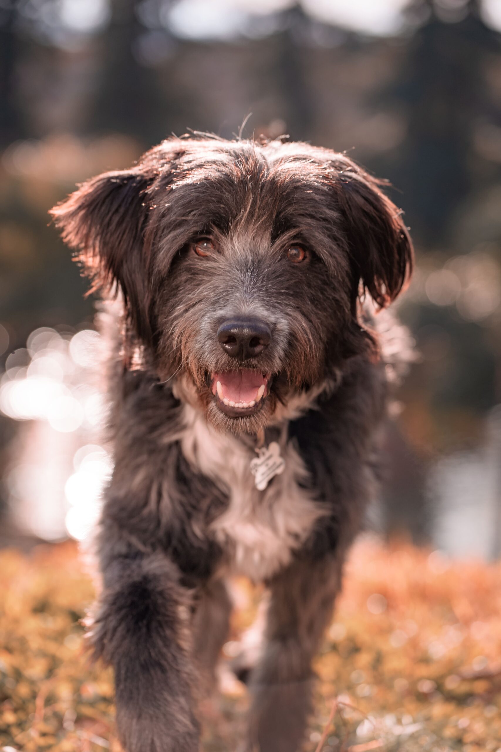 Lady-Sirine-Studio-Photographie-chien-Béziers-Hérault5