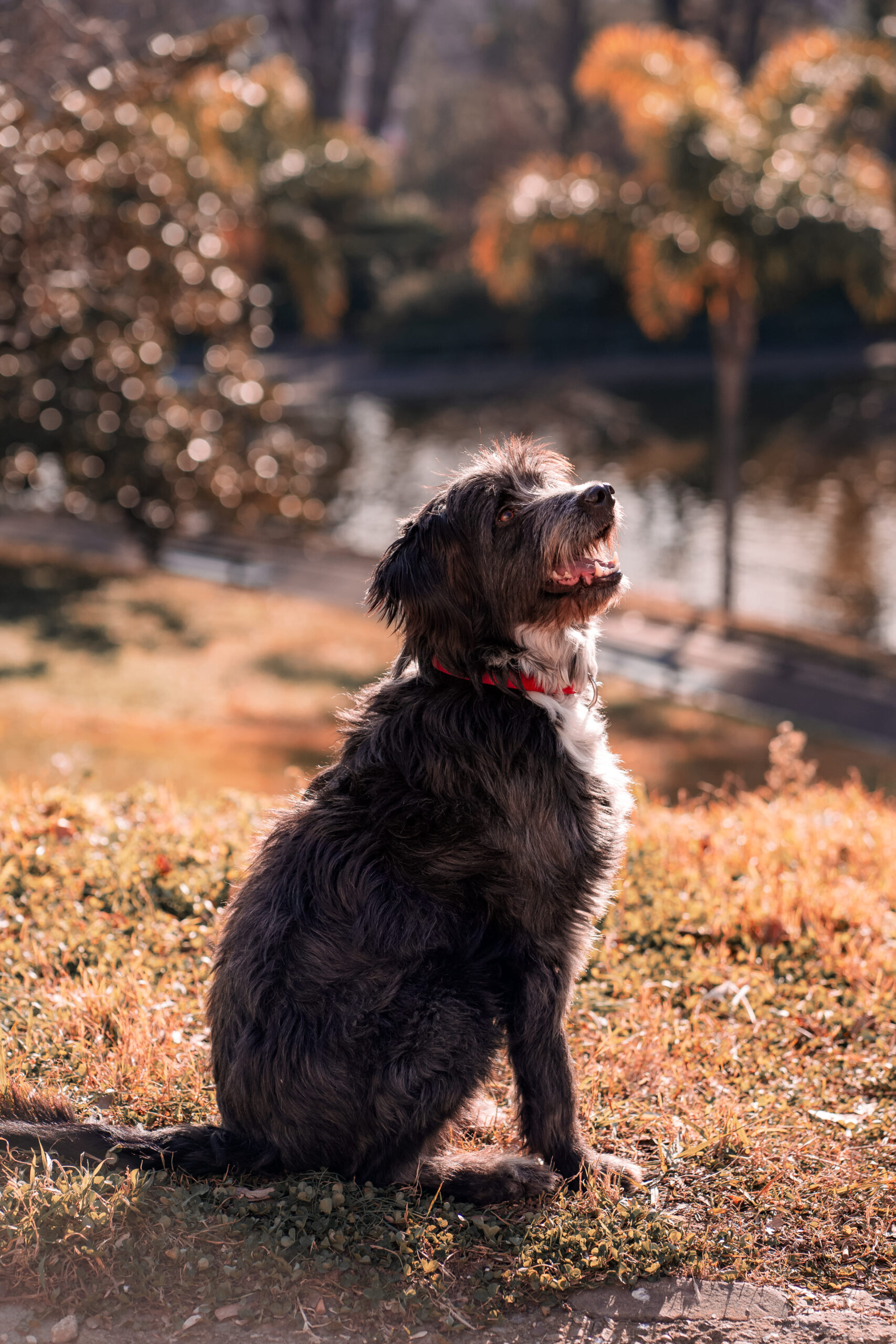 Lady-Sirine-Studio-Photographie-chien-Béziers-Hérault6