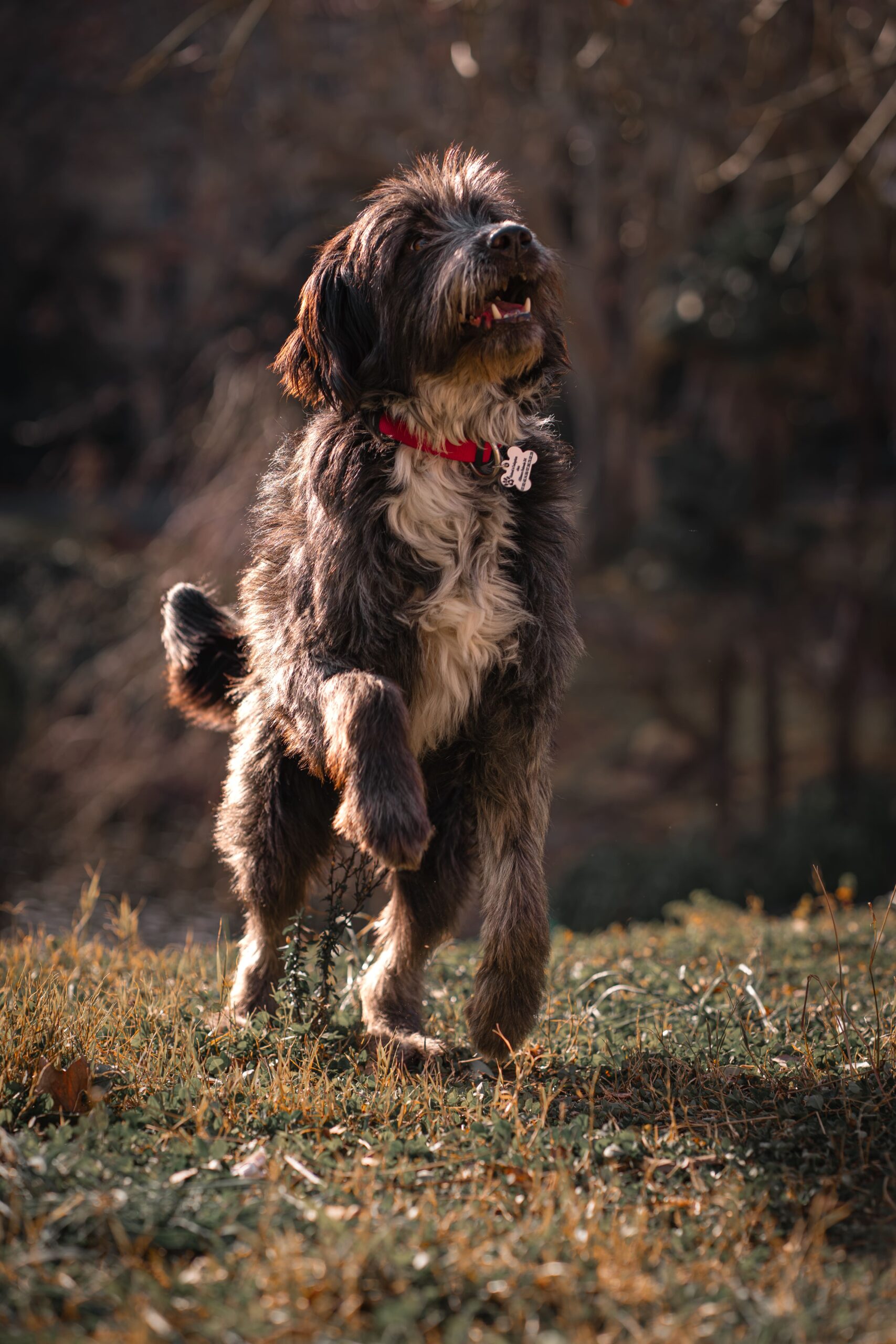 Lady-Sirine-Studio-Photographie-chien-Béziers-Hérault7