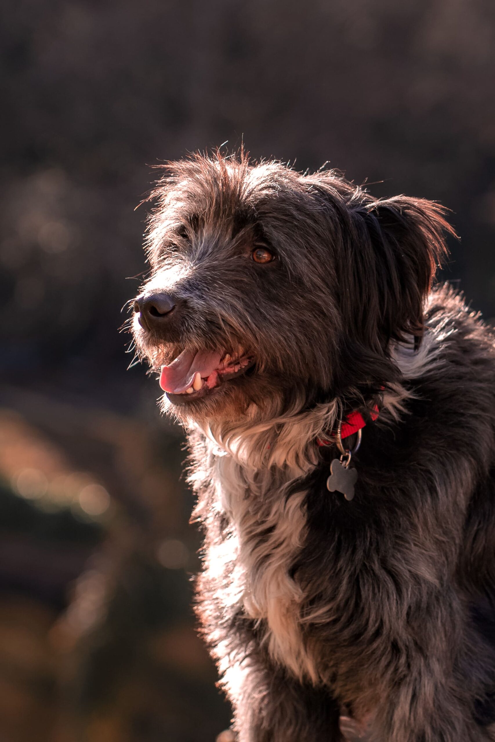 Lady-Sirine-Studio-Photographie-chien-Béziers-Hérault8