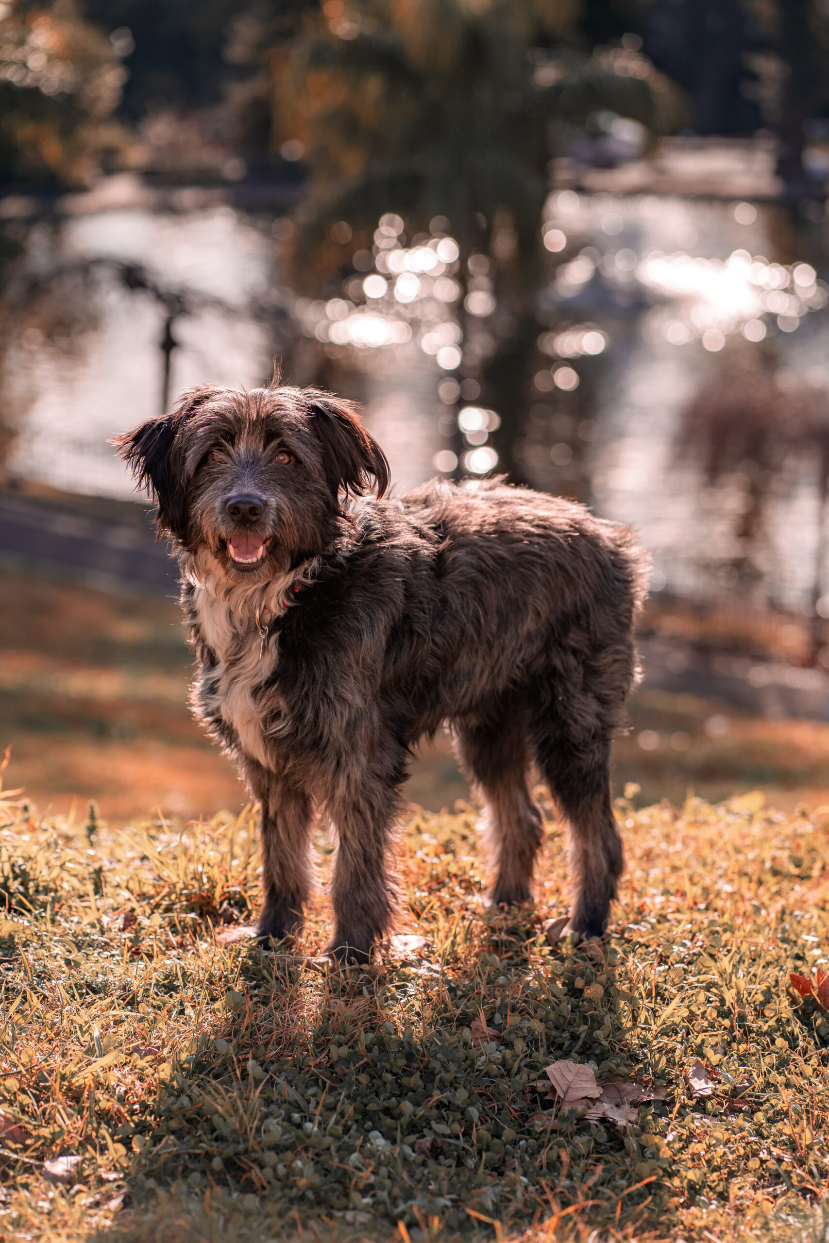 Lady-Sirine-Studio-Photographie-chien-Béziers-Hérault9